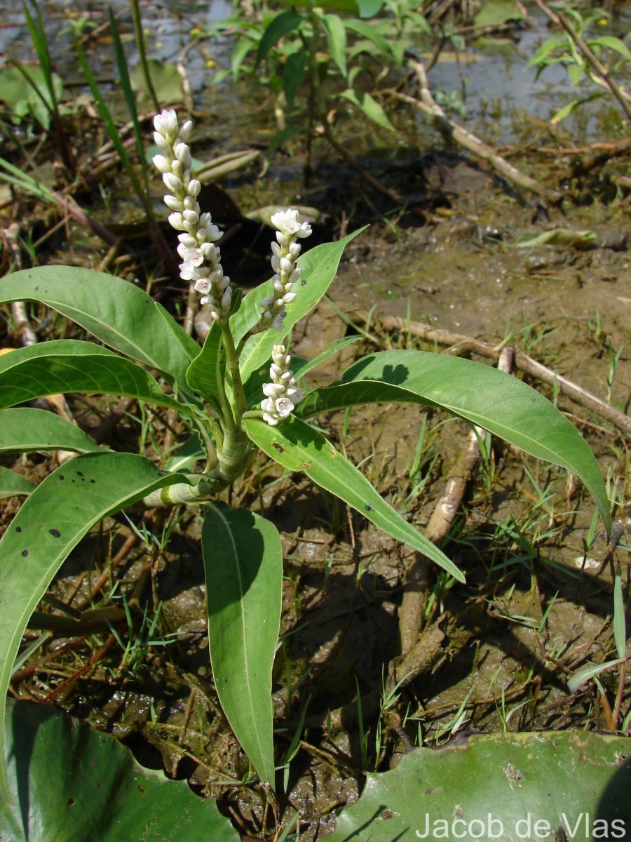Persicaria pulchra Soják